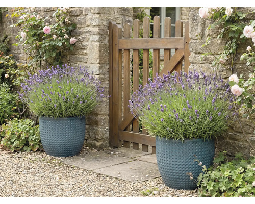 Dva štruktúrované kvetináče s levanduľou vedľa záhradného plota.