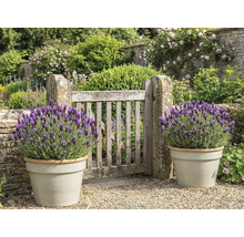 Záhrada s drevenou bránou a levanduľou v kvetináčoch