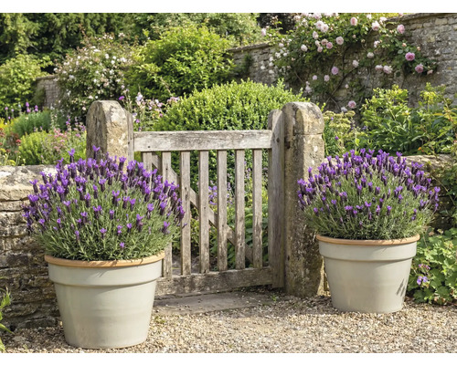 Záhrada s drevenou bránou a levanduľou v kvetináčoch