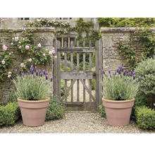 Záhrada s kamennou bránou, ružami, levanduľou v kvetináčoch a štrkovou cestou