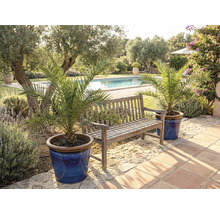 Záhradná scéna s drevenou lavicou a datľovými palmami v kvetináčoch pri bazéne