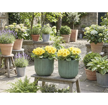 Dekoratívna záhradná scéna so žltými kvetmi v kvetináčoch