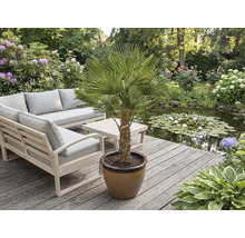 Záhradná scéna s nábytkom a palmou v kvetináči na drevenej terase vedľa jazierka