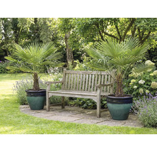 Záhradná scéna s dvoma žumara ztepilá v kvetináčoch a drevenou lavicou