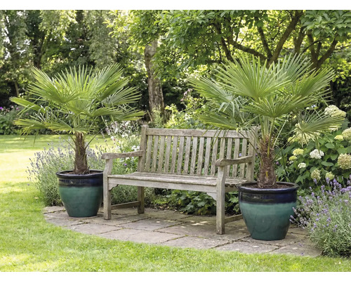 Záhradná scéna s dvoma žumara ztepilá v kvetináčoch a drevenou lavicou