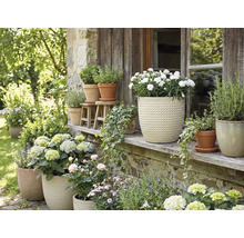 Kvetinové aranžmán s črepníkovými rastlinami vonku