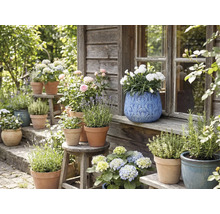 Pohľad do záhrady s kvetmi a bylinkami v kvetináčoch na lavičkách a stoličkách pred dreveným domom.