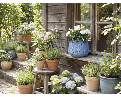 Pohľad do záhrady s kvetmi a bylinkami v kvetináčoch na lavičkách a stoličkách pred dreveným domom.