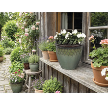 Dekoratívna záhrada s kvetmi a rastlinami v kvetináčoch pred domom.