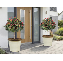 Dva ružové stromčeky s červenými kvetmi v kvetináčoch pred vchodovými dverami.