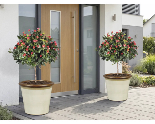 Dva ružové stromčeky s červenými kvetmi v kvetináčoch pred vchodovými dverami.