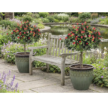 Scéna so záhradnou lavicou medzi dvoma ružovými stromčekmi v kvetináčoch v záhrade