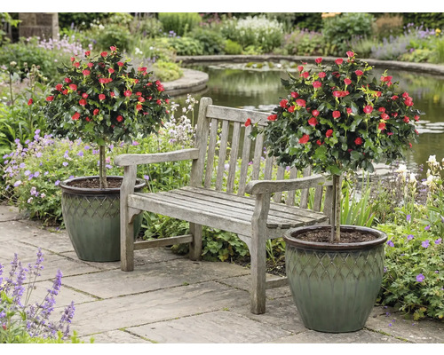 Scéna so záhradnou lavicou medzi dvoma ružovými stromčekmi v kvetináčoch v záhrade