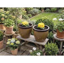 Pohľad do záhrady s kvetináčmi na drevenej lavici a stoličkách, osadenými prvosienkami a hortenziami.