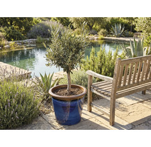Olivovník v kvetináči vedľa drevenej lavice v záhrade s jazierkom