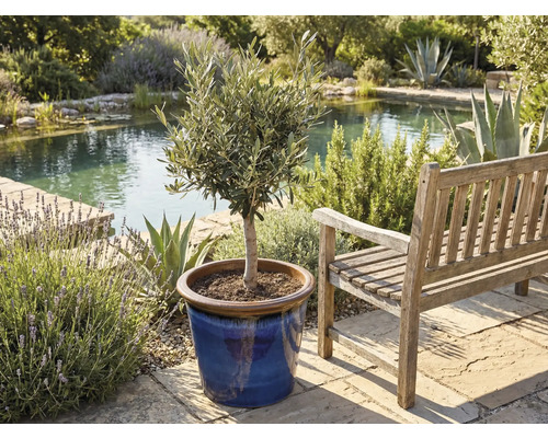 Olivovník v kvetináči vedľa drevenej lavice v záhrade s jazierkom