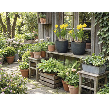 Idylická záhradná scéna s rôznymi rastlinami v kvetináčoch a debničkách pred dreveným záhradným domčekom.