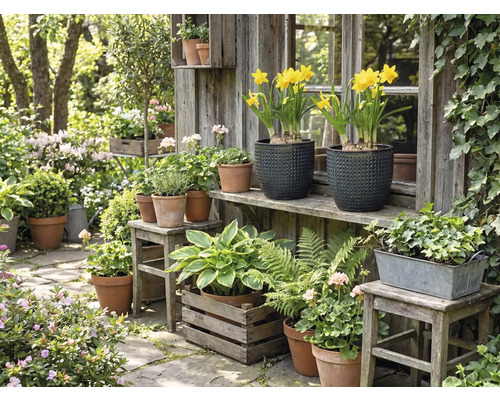 Idylická záhradná scéna s rôznymi rastlinami v kvetináčoch a debničkách pred dreveným záhradným domčekom.