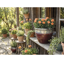 Dekoratívna záhradná scéna s kvetmi v kvetináčoch na drevených policiach a stoličkách.