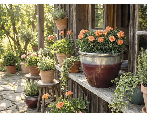 Dekoratívna záhradná scéna s kvetmi v kvetináčoch na drevených policiach a stoličkách.