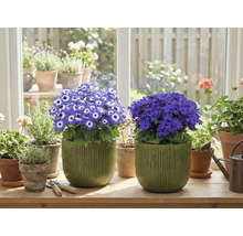 Izba s kvitnúcimi hrnkovými rastlinami na parapete