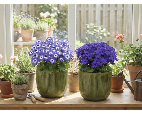 Izba s kvitnúcimi hrnkovými rastlinami na parapete