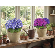 Dve hrnkové rastliny s kvetmi na okennom parapete, plus kanva a malé kvetináče.