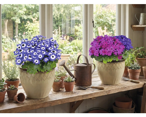 Dve hrnkové rastliny s kvetmi na okennom parapete, plus kanva a malé kvetináče.