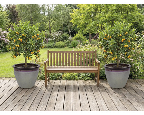 Záhrada s drevenou lavičkou a dvoma mandarínkovníkmi v kvetináčoch na drevenej terase.