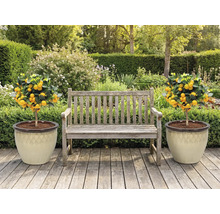 Záhradná scéna s drevenou lavičkou a dvoma mandarínkovníkmi v kvetináčoch