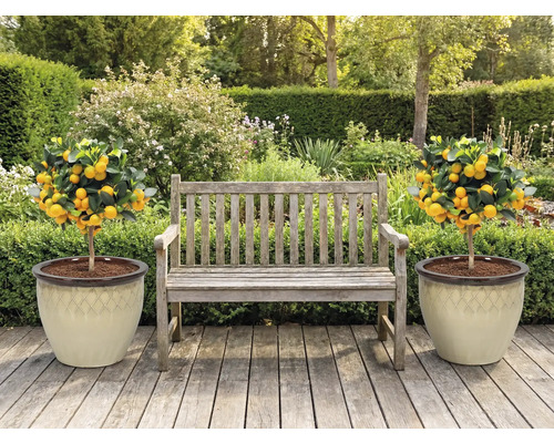 Záhradná scéna s drevenou lavičkou a dvoma mandarínkovníkmi v kvetináčoch