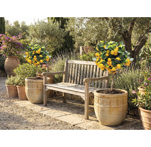 Záhradná scéna s citrónovníkmi v kvetináčoch a drevenou lavicou