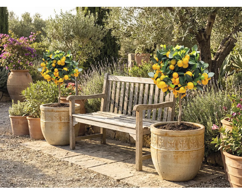 Záhradná scéna s citrónovníkmi v kvetináčoch a drevenou lavicou