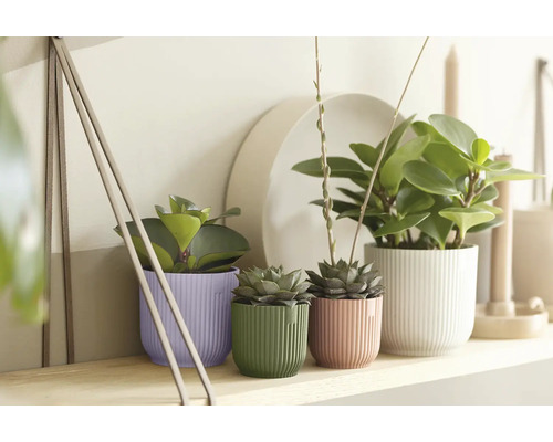 Rôzne izbové rastliny v kvetináčoch na poličke