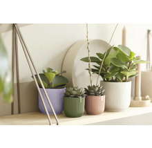 Rôzne izbové rastliny v kvetináčoch na poličke