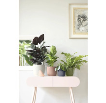 Dekoratívne izbové rastliny v kvetináčoch na konzolovom stolíku