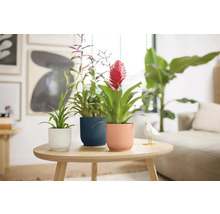 Tri bromélie v kvetináčoch na stole v svetlej obývacej izbe.