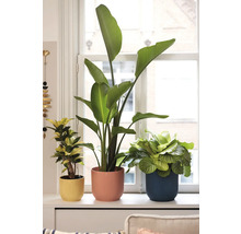 Tri izbové rastliny v kvetináčoch na okennom parapete