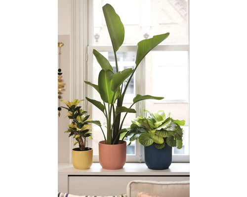 Tri izbové rastliny v kvetináčoch na okennom parapete