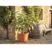 Figovník vo veľkom kvetináči pred kamenným múrom s viničom, dreveným sudom a kamennou lavicou.