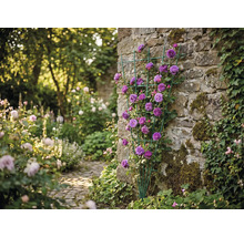 Zelená vejárovitá mriežka s fialovými popínavými ružami na kamennom múre v svetlej záhrade.