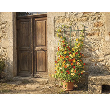 Mriežka na popínavé rastliny na kamennom múre vedľa drevených dverí, vysadená kapucínkou v terakotovom kvetináči.