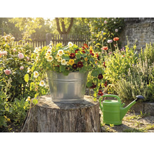 Pozinkované kovové vedro vysadené farebnými kapucínkami na pni stromu v slnečnej záhrade vedľa krhly.