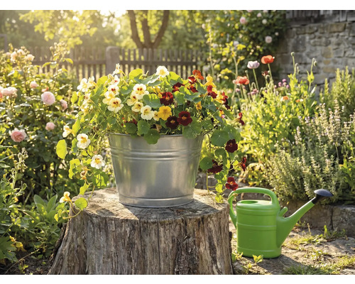 Pozinkované kovové vedro vysadené farebnými kapucínkami na pni stromu v slnečnej záhrade vedľa krhly.