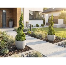 Moderná predzáhradka so špirálovitými buxusmi v sivých kvetináčoch pri svetlom dláždenom chodníku s okrasnými trávami a kôrou.