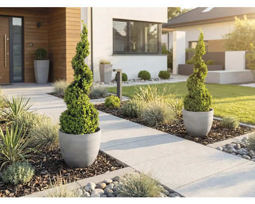 Moderná predzáhradka so špirálovitými buxusmi v sivých kvetináčoch pri svetlom dláždenom chodníku s okrasnými trávami a kôrou.