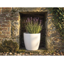 Biely okrúhly kvetináč s kvitnúcou levanduľou vo výklenku kamenného múru s ukazovateľom hladiny vody.