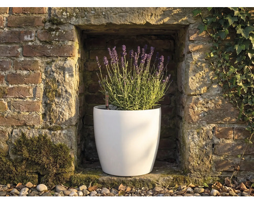 Biely okrúhly kvetináč s kvitnúcou levanduľou vo výklenku kamenného múru s ukazovateľom hladiny vody.