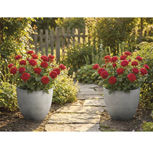 Dva sivé drážkované kvetináče s červenými ružami stoja pri kamennom záhradnom chodníku v slnečnej záhrade s dreveným plotom.