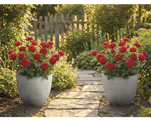 Dva sivé drážkované kvetináče s červenými ružami stoja pri kamennom záhradnom chodníku v slnečnej záhrade s dreveným plotom.